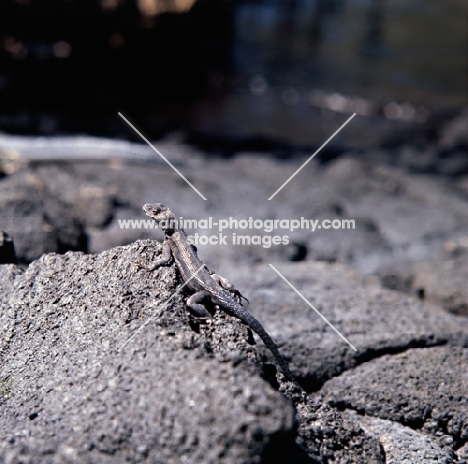 lava lizard on fernandina island, galapagos islands