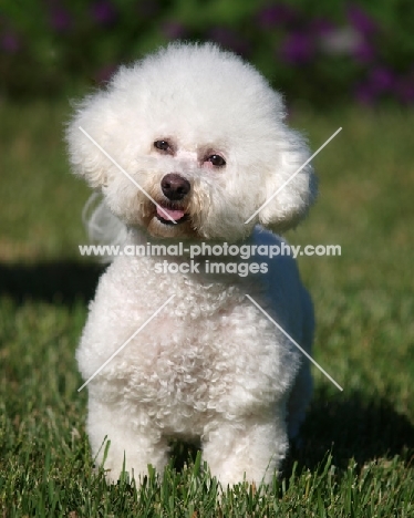 Bichon Frise, front view, standing on grass