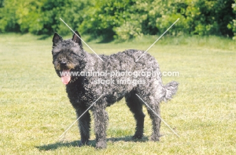 Nederlandse Herder - dutch sheepdog - wire coat