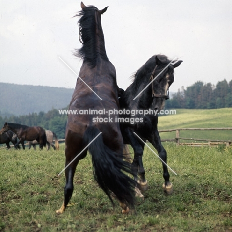 two Lipizzaner colts wrestling in play fight