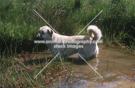 Kangal standing in water