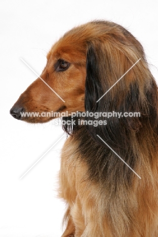 Longhaired Dachshund portrait on white background