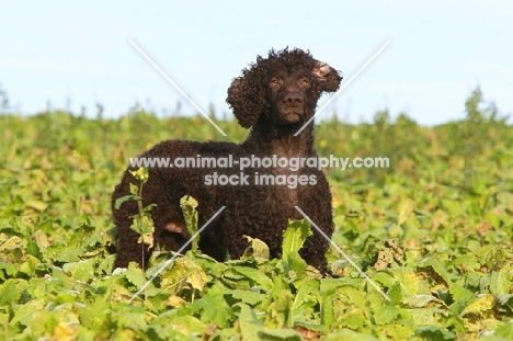 Irish Water Spaniel in field