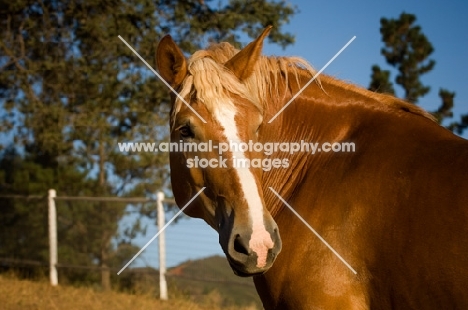 Belgian Draft horse