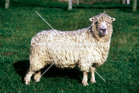 grey face dartmoor sheep