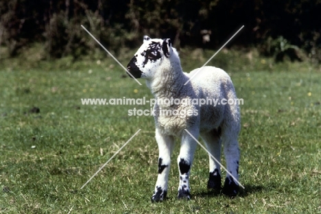 lonk lamb