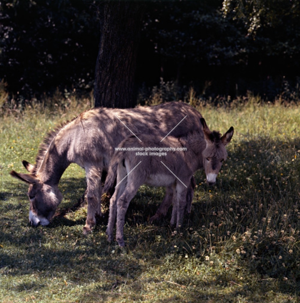 donkey and foal in the shade of a tree