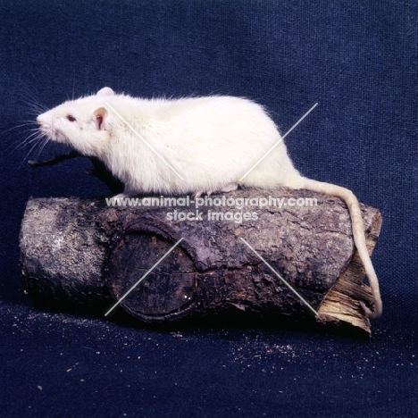 white rat on a log, side view