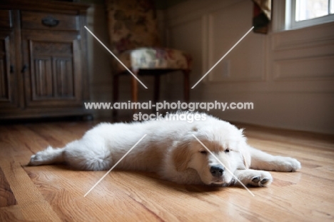 golden retriever puppy sleeping