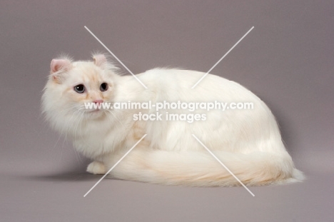 American Curl Longhair cat, lying down, red silver lynx point