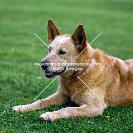 dutch ch formakin boomer, australian cattle dog watching