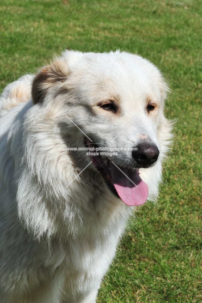 world champion Aidi, guard dog of morocco