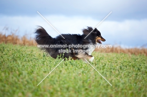 Shetland Sheepdog