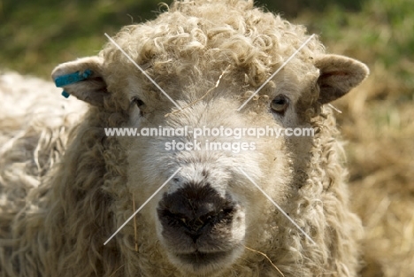 Greyface Dartmoor portrait
