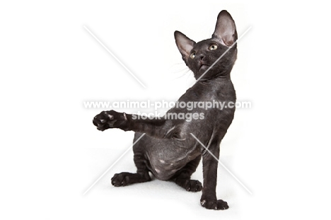 black Peterbald kitten looking relaxed