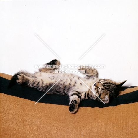 brown tabby shorthair kitten asleep