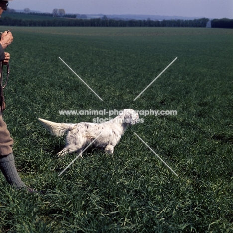 working type english setter in a field