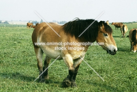 belgian horse walking in field