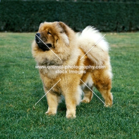 chow standing on grass