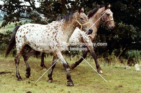 two knabstrup horses walking together