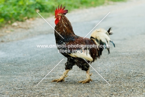 cockerel crossing the road