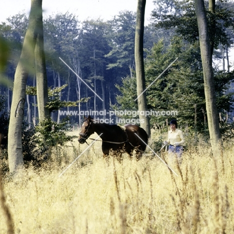 long reining a horse in woods