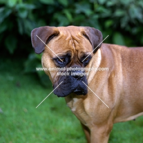 bullmastiff portrait