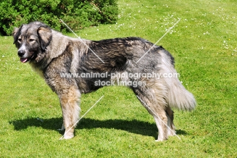 carpatin - romanian herder, World Champion 2010 