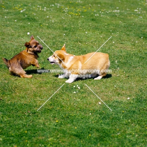 norfolk terrier and pembroke corgi puppies playing on grass