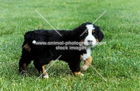 bernese mountain dog puppy