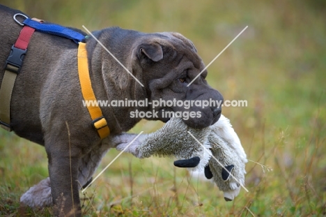 blue shar pei retrieving toy