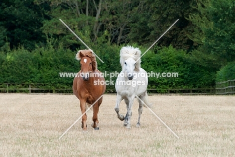 two Icelandic horses trotting in field