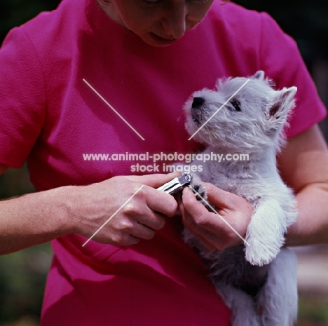 clipping nails of whwt puppy
