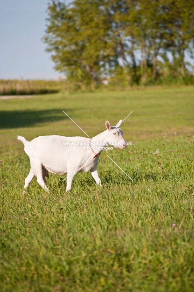 White Saanen dairy goat walking in pasture