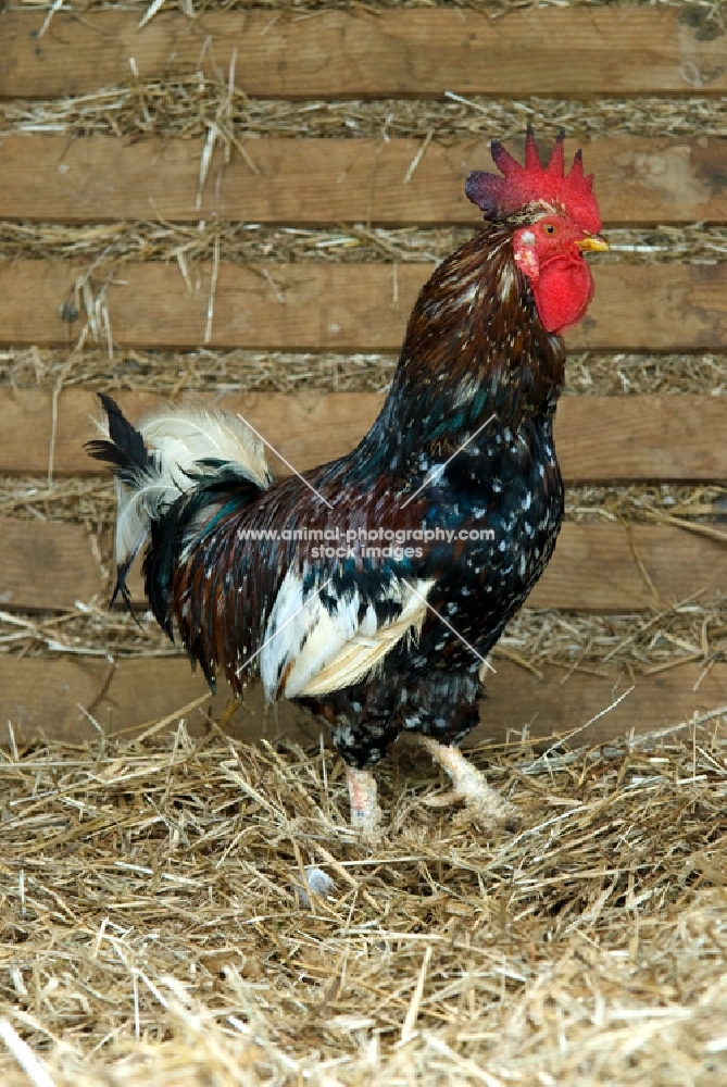 cockerel standing on straw