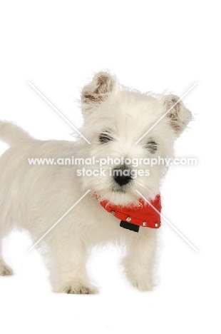 West Highland White puppy wearing a red bandanna around its neck, isolated on a white background