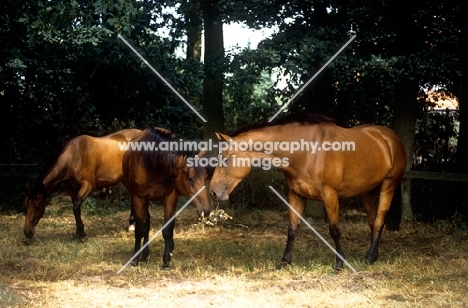 oldenburg mares in germany