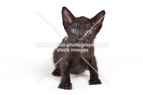 black Peterbald kitten staring at camera
