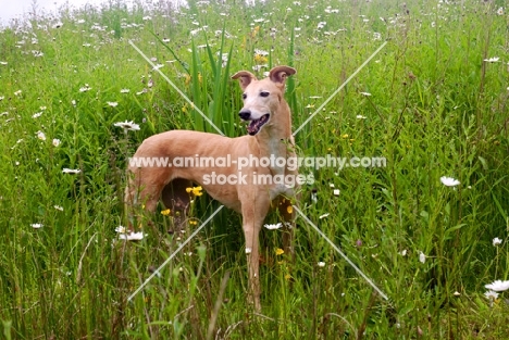 greyhound, irish bred ex-racer, all photographer's profit from this image go to greyhound charities and rescue organisations