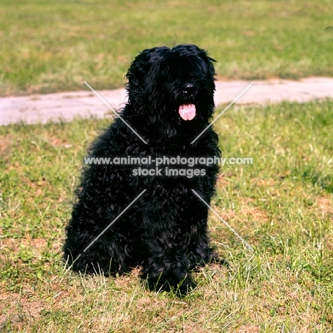 black russian terrier at moscow zoo