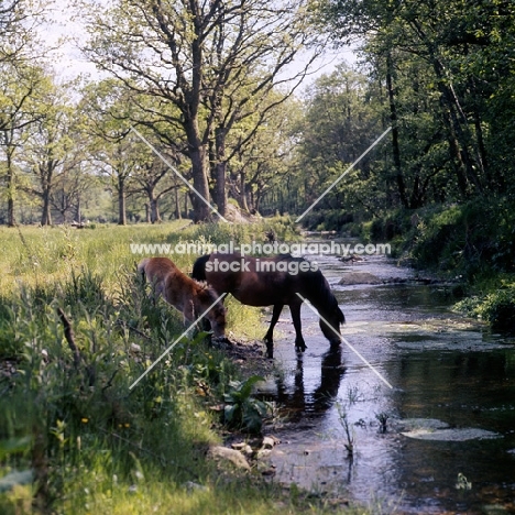 windfall of shilstone rocks, dartmoor mare with her foal  drinking from river webburn on dartmoor