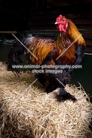 Golden Brahma cockerel on straw