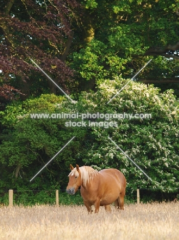 Suffolk Punch near greenery