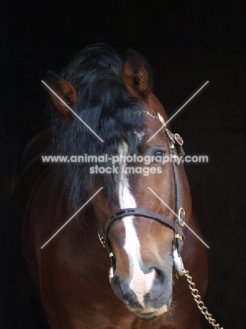 Welsh Cob (section d), black background