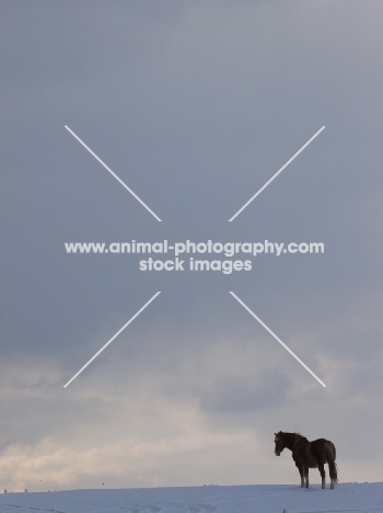 Suffolk Punch silhouette