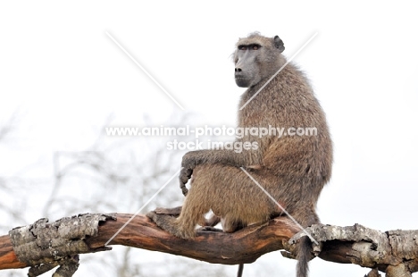 Baboon on branch