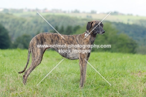 sloughi sighthound of morocco