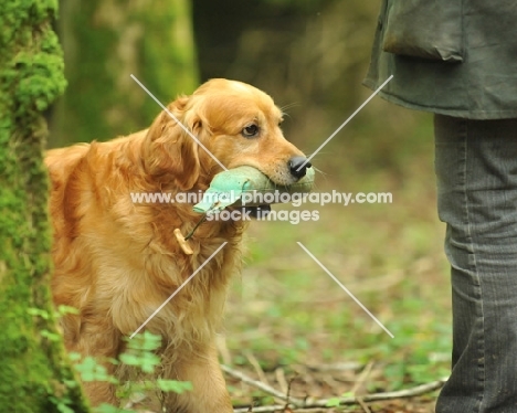 Golden Retriever with dummy