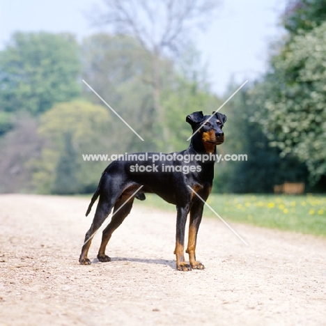 manchester terrier on path