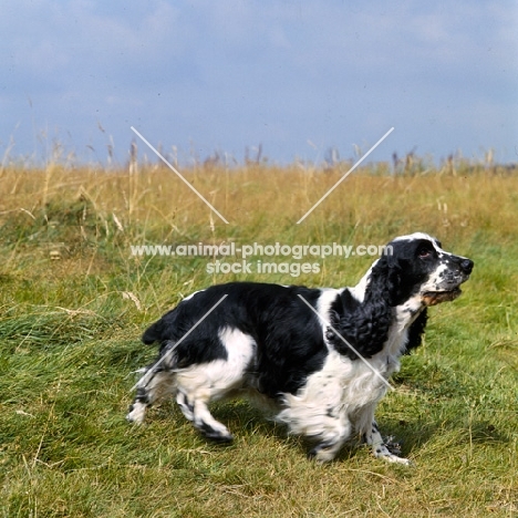 ch craigleith cinderella, english cocker spaniel running in a field